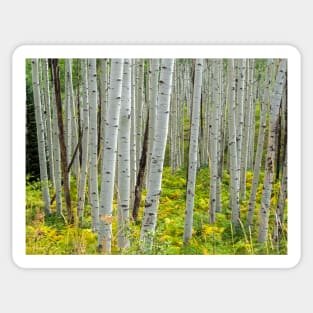 Aspen Trees Sticker